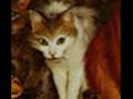 Squirrelflight~Beat Of My Heart~