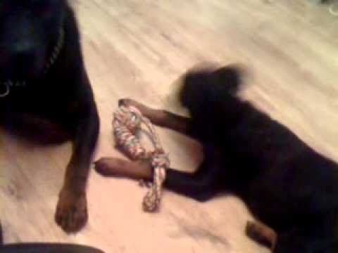 mobilerija - Recorded on my iphone in in Manchester, Manchester, United kingdom - Captured Live on Ustream at http://www.ustream.tv/channel/rotty-pups with the Ustream Mo...