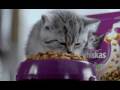 Reklama Whiskas Junior.