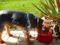 Maxi the lovely little dog in Malenice (Strakonice) Czech Republic