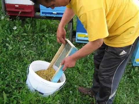 ustikolina - U povoljnim pašnim prilikama na pčelinjaku se pored ostalih proizvoda prikuplja i POLEN. Jedan dio polena se pakuje i plasira na tržište u sviježem stanju do...