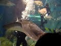 Melbourne aquarium (stingray)