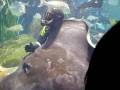 Melbourne aquarium (stingray)