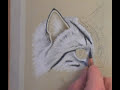 A Cat\