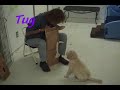 Puppy training 6 1/2 to 7 weeks