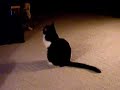 My Cat Watches Planet\
