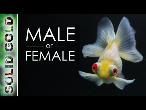 How to Sex a Goldfish