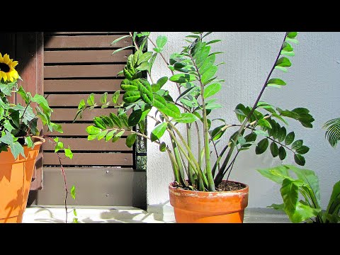 how to transplant guzmania