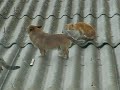 como perros y gatos como perros y gatos