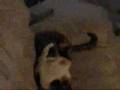 CFC PRESENTS CAT FIGHTS 