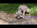 videos de Our puppy playing fetch with sticks!