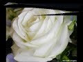PORQUE TE QUIERO TANTO - MANOLO GALV�N