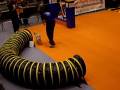 FRAN en una Exhibicio d'Agility (12.10.08)