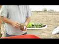 How to Plant Perennial Flowers : Picking Perennial Bulbs