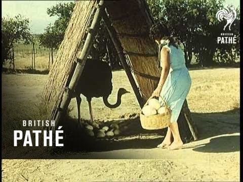 how to dye ostrich skin
