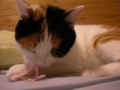 ◆寝ながら遊ぶ猫◆MIYA Cat