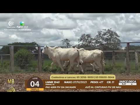 537� LEIL�O VIRTUAL MB LEIL�ES