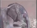Bodhi the Baby Elephant