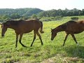 Mes poulains Mes poulains