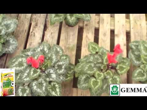 how to fertilize cyclamen