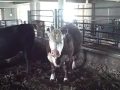 Malabar Farm State Park in Lucas, Ohio - YouTube