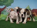 English Bulldogs For Sale / www.bullcanes.net