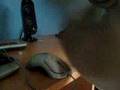 Clicker in Hungary