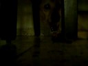 Scoop My Very good dog part 2