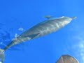 dolphins dolphins