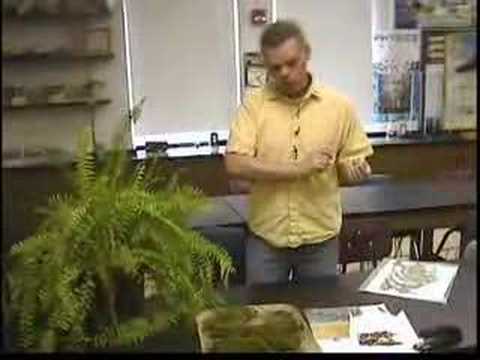 Liverworts, Mosses, and Ferns