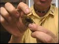 Liverworts, Mosses, and Ferns
