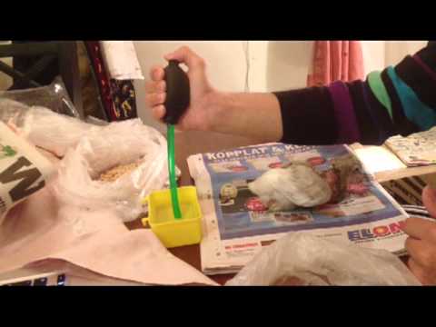إطعام فراخ الحمام - Hand Feeding Baby Pigeon