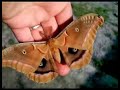 Response to Bowiechick butterfly video