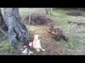 Cachorros 2013 podencos andaluces del campo ara?uelo