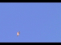 videos de Red Tail Hawk 2009