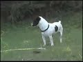 jack russell terrier Murphy & Peppi im Garten jack russell terrier Murphy & Peppi im Garten