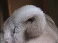 Max the Pug SINGS!  (well kinda)