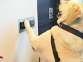 Watch 'Awareness Video for Assistance Dogs in the Workplace      '