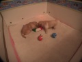 I Cuccioli di Toffee