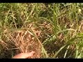 Trimmings&Mulch.mp4 Trimmings&Mulch.mp4