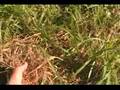 videos de Trimmings&Mulch.mp4