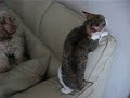 Cat VERSUS Dog