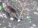 Kitten Channel, Ep. 1