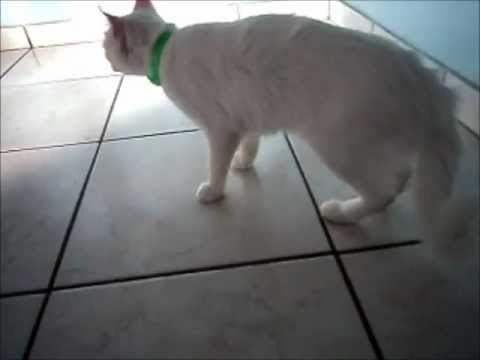 Fisioterapia veterinária - Nina - Fratura cabeça femoral e colocefalectomia.