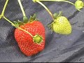 Cultivarea capsunelor pe panta Tehnologia de cultivare: Cultivarea capsunelor pe panta