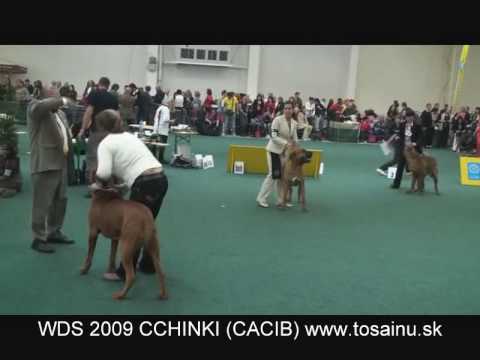 tosa inu