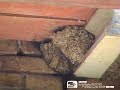 Rondine comune (Hirundo rustica)