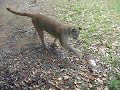 Puma Playing with miyow & barkley ball