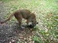 Puma Playing with miyow & barkley ball