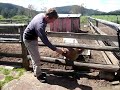 Drinking pig @ Tasmania~